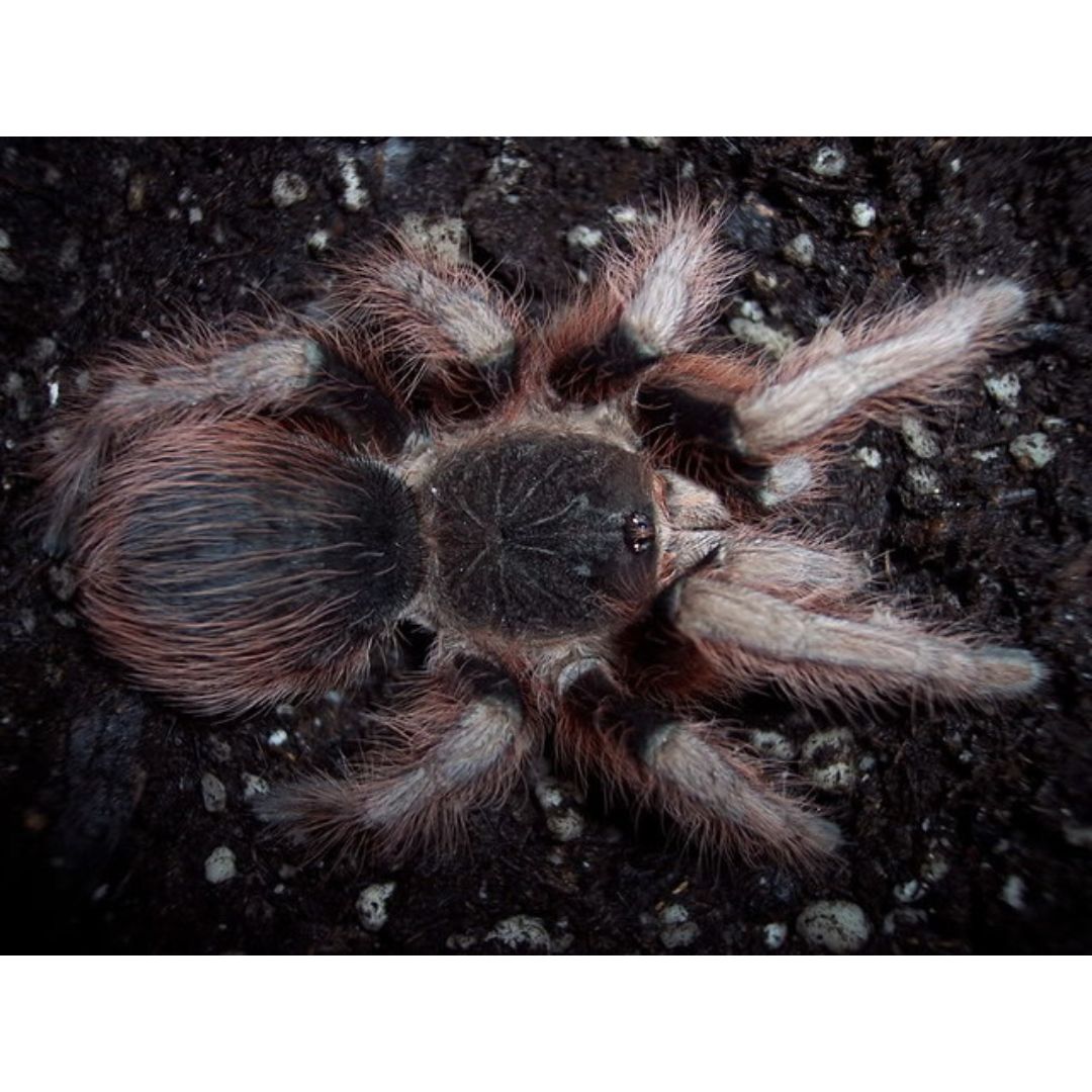 Nhandu chromatus - Brazilian Red & White Tarantula (Sling)