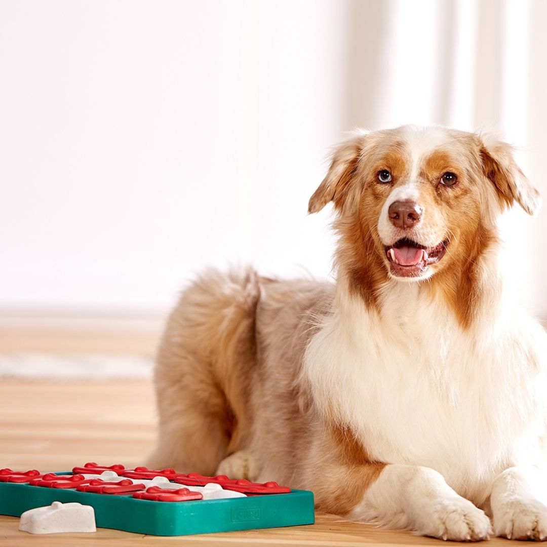 Nina Ottosson Dog Brick Blue 6