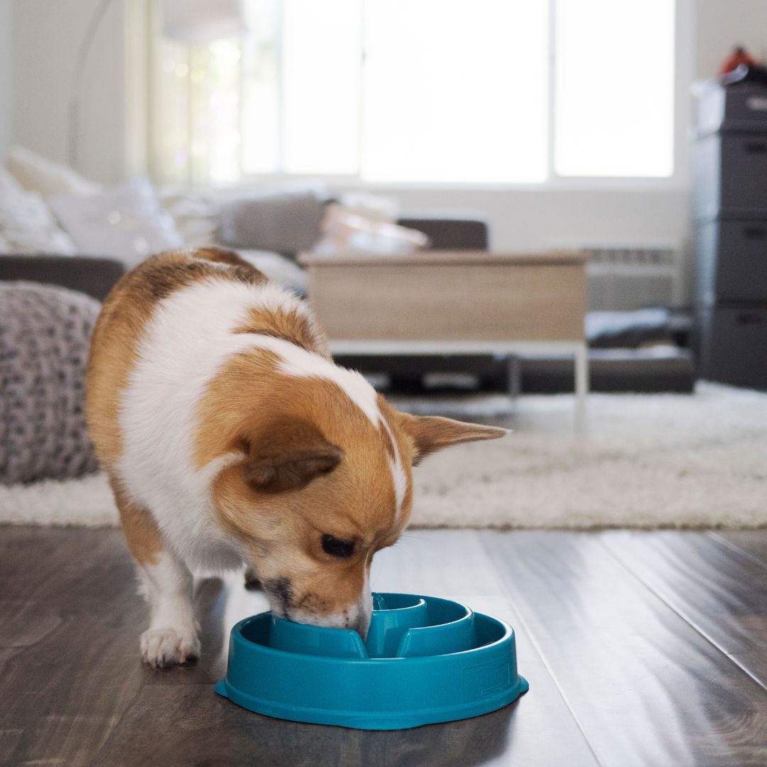 Outward Hound Fun Feeder Teal 7
