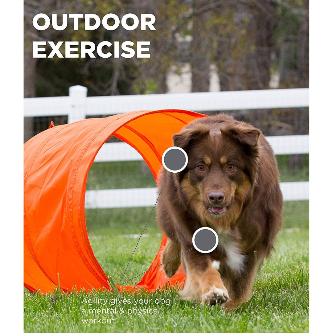 Outward Hound ZipZoom Outdoor Agility Kit 7