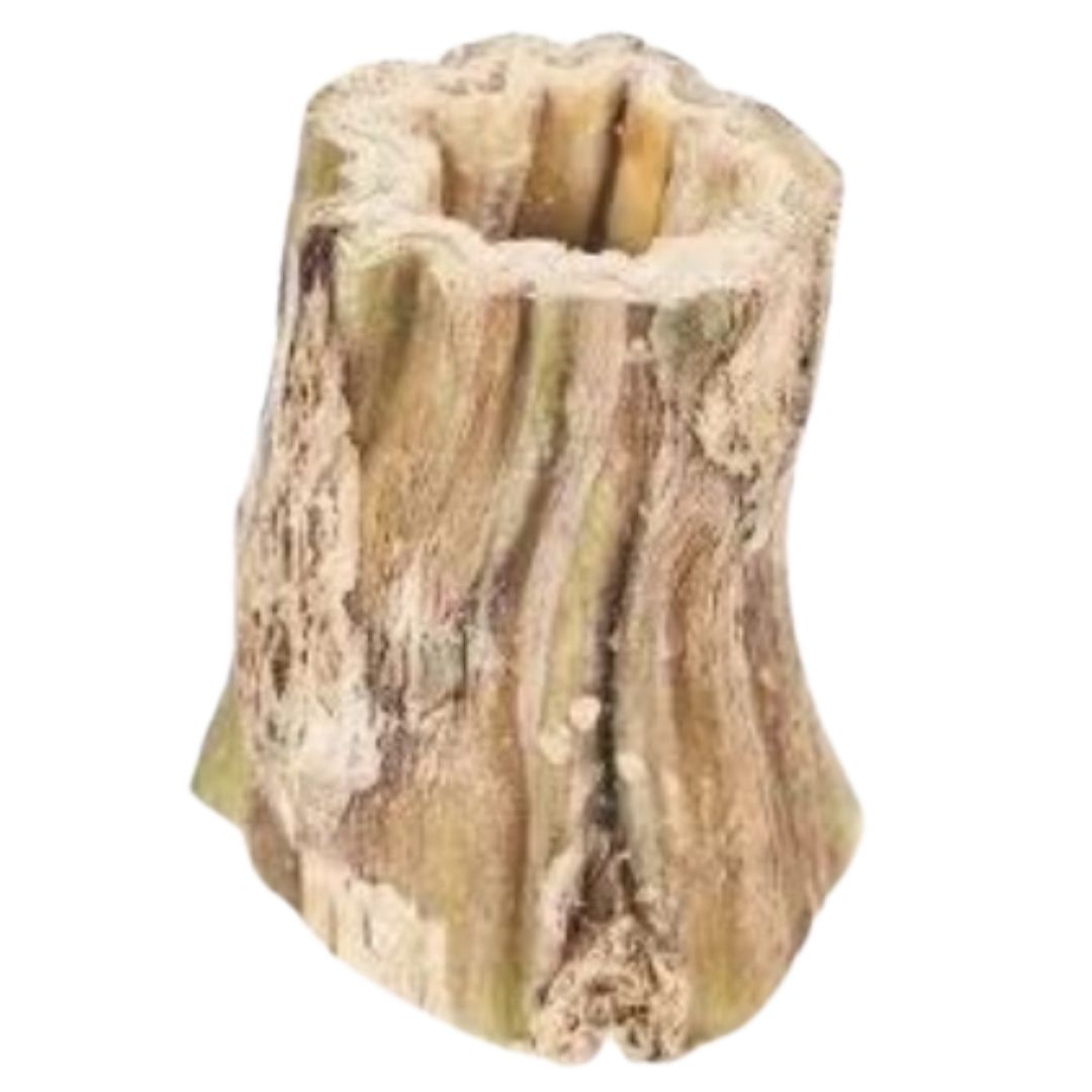 Papaya Root (2-Pack)