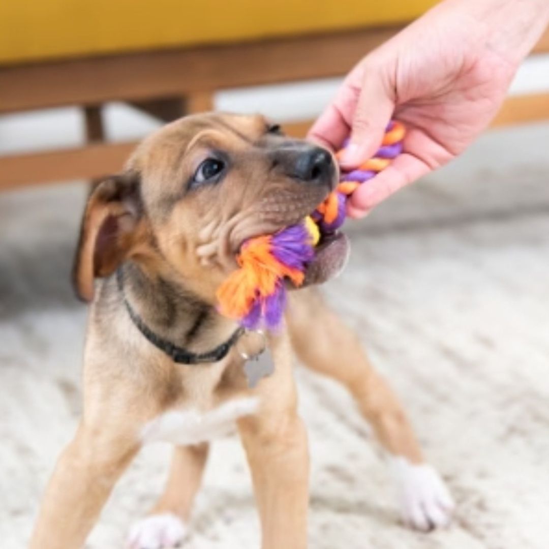 Petstages Mini Chew Starter Pack