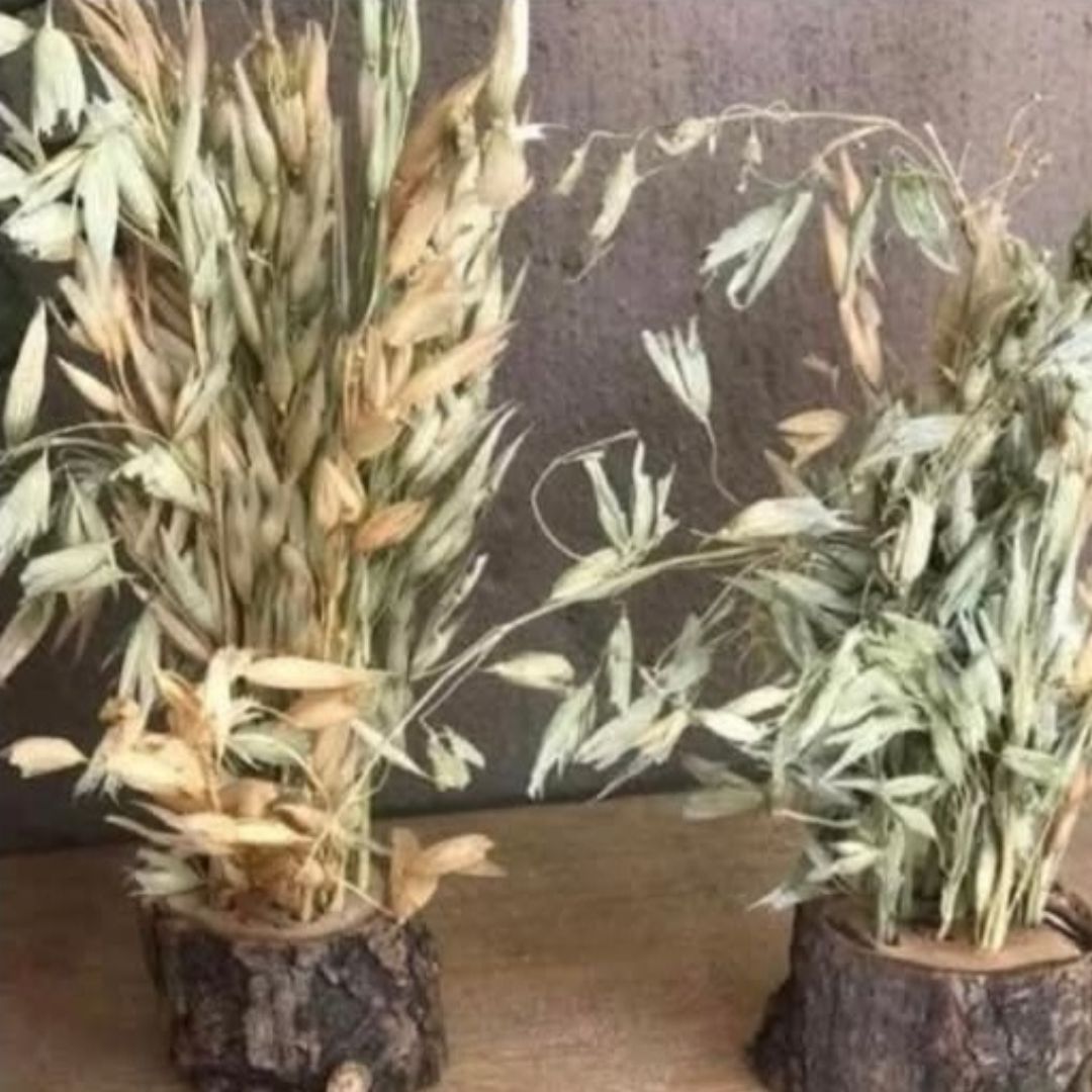 Oat Spray With Or Without Holder