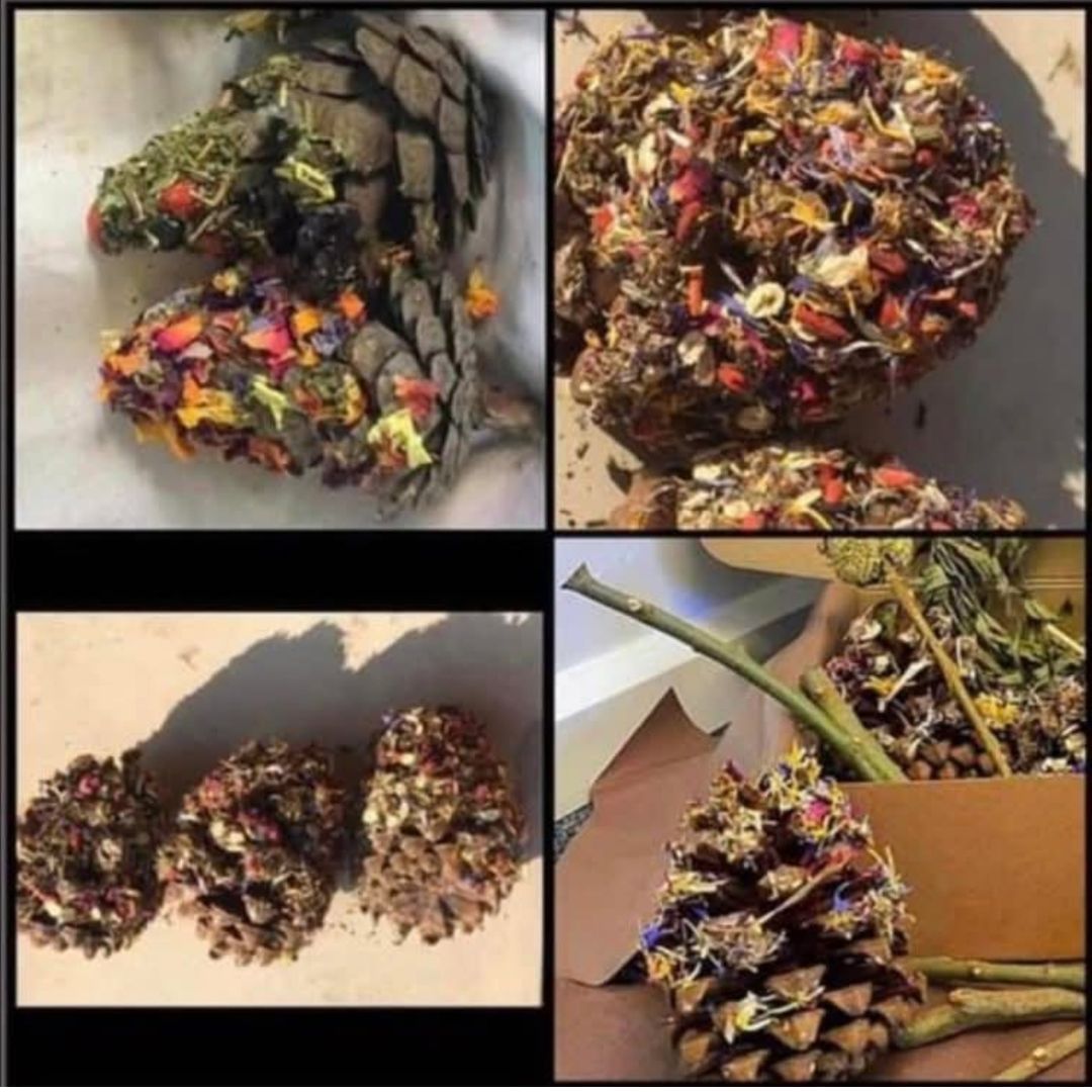 Pinecone Nibble & Play