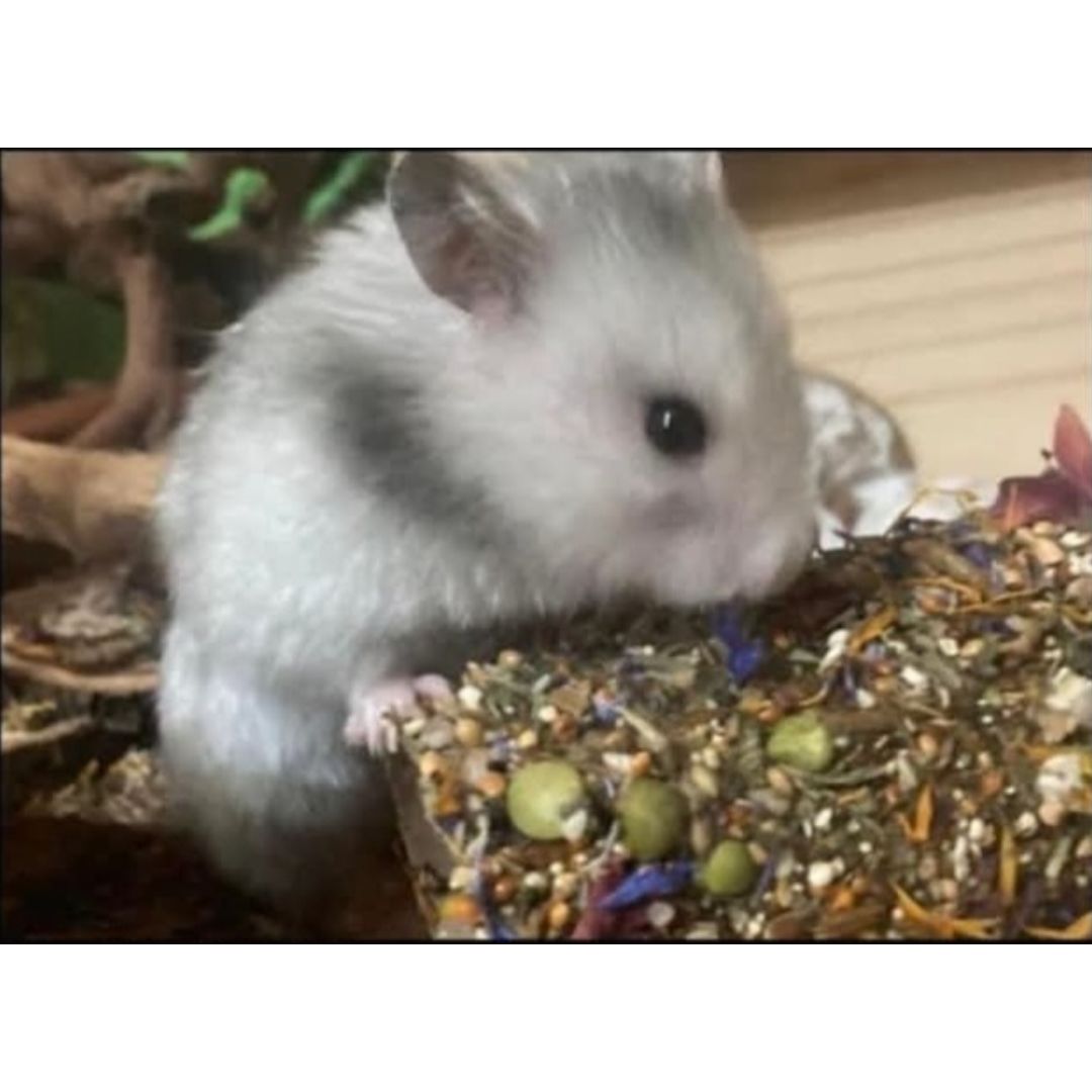 Treat Tunnels For Small Animals