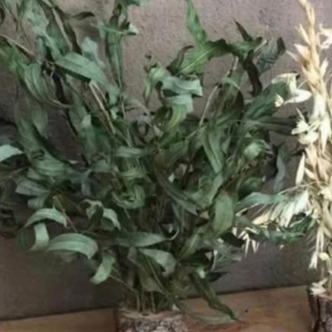 Willow Spray With Or Without Holder