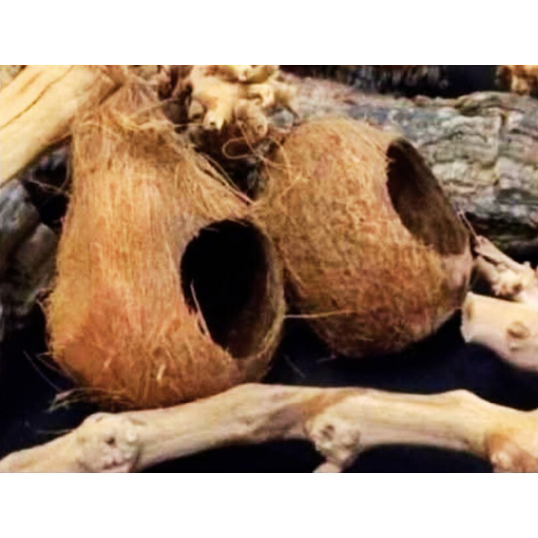 Coconut Hide for Hamsters