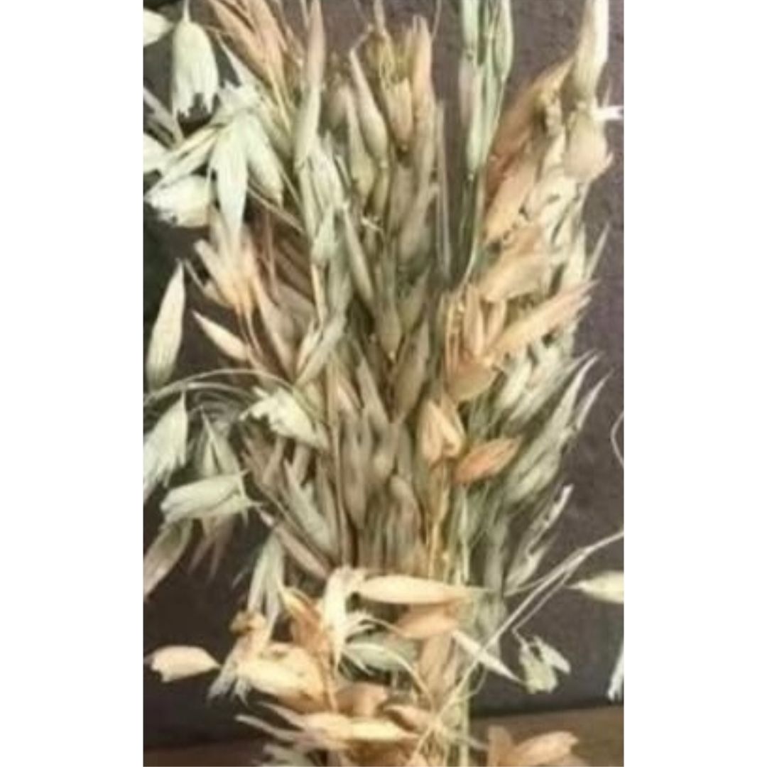 Oat Spray With Or Without Holder