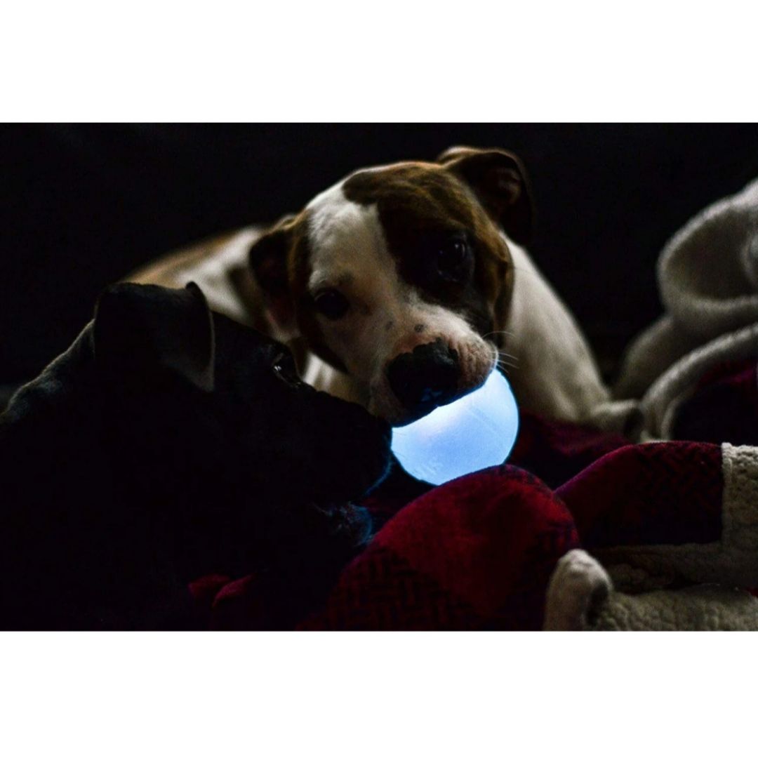 Planet Dog Orbee-Tuff Strobe Ball