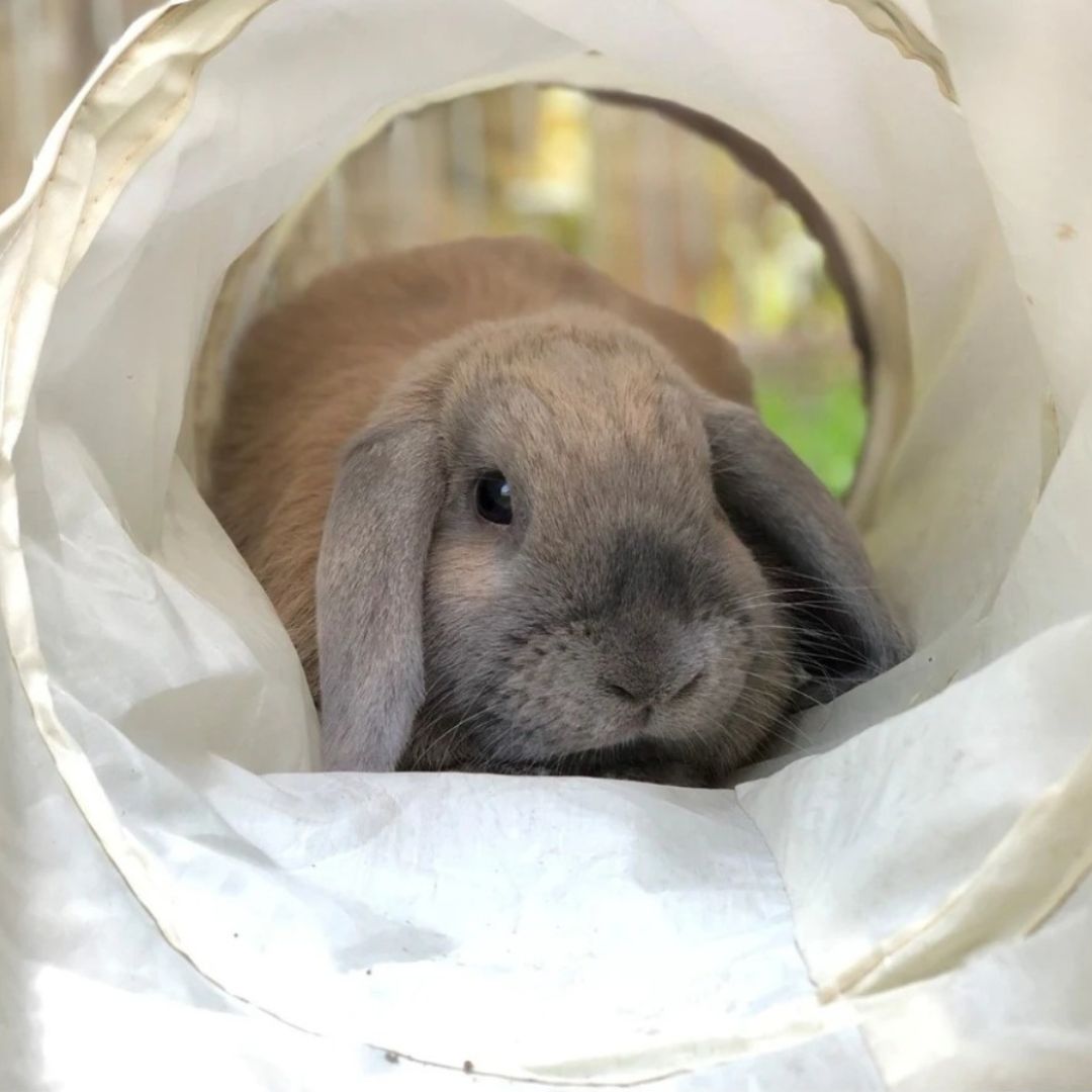 Rabbit Activity Tunnel Single (90cm)