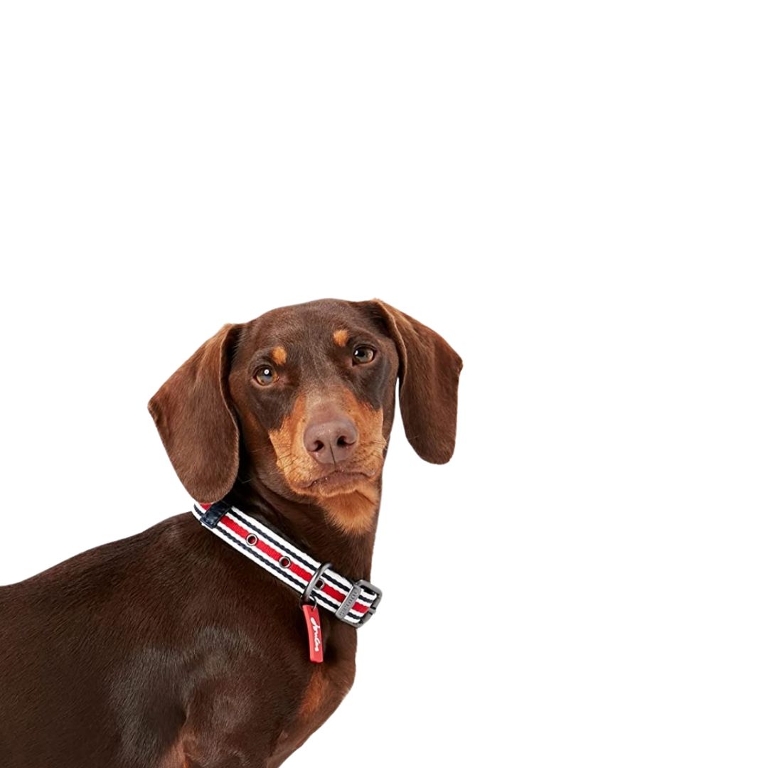 Rosewood & Joules Striped Dog Collar