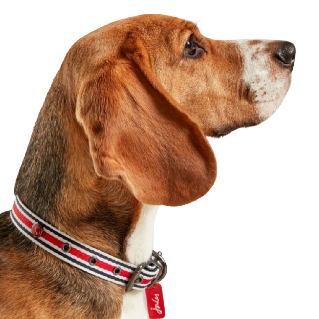 Rosewood & Joules Striped Dog Collar
