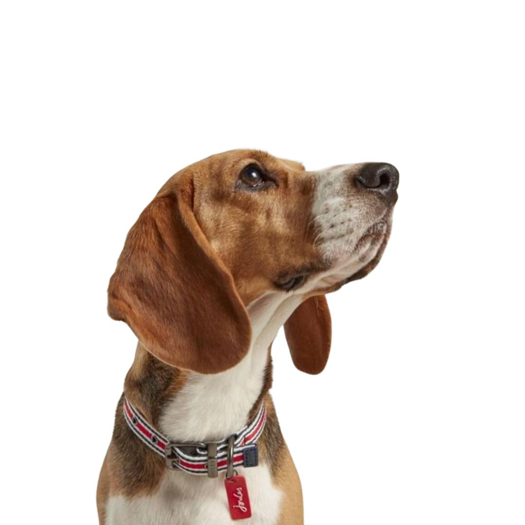 Rosewood & Joules Striped Dog Collar