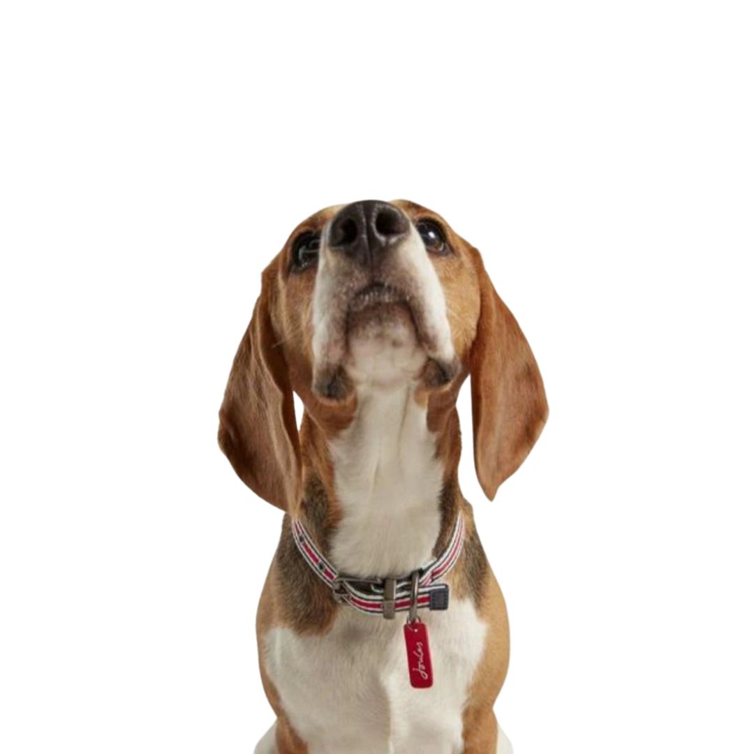 Rosewood & Joules Striped Dog Collar