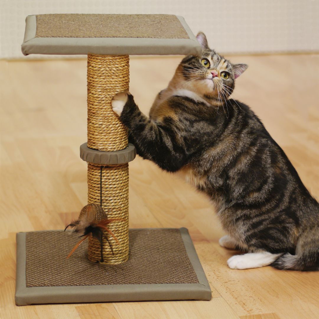 Rosewood Oregano Cat Scratcher