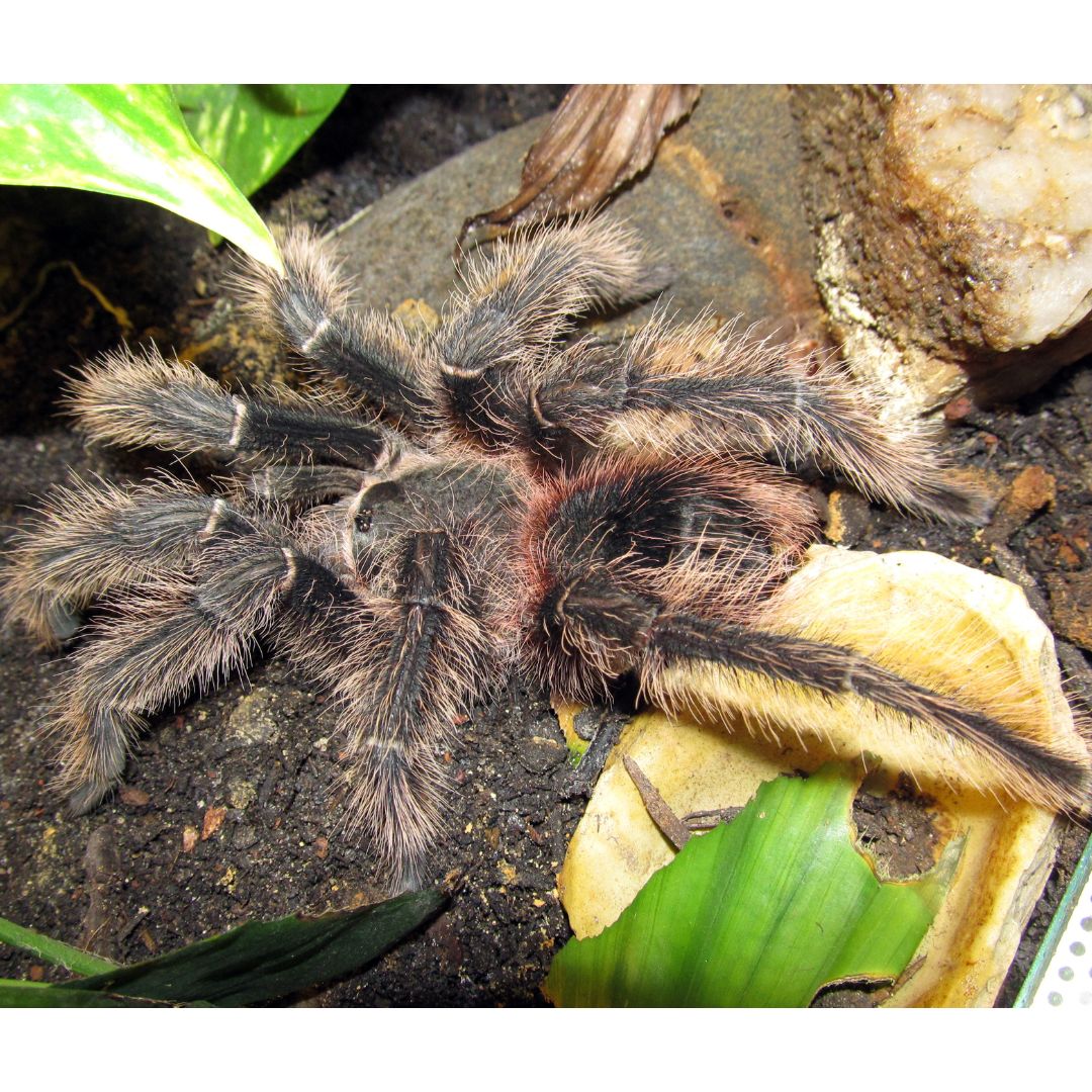 Lasiodora parahybana - Salmon Pink Bird Eater Tarantula (Sling)