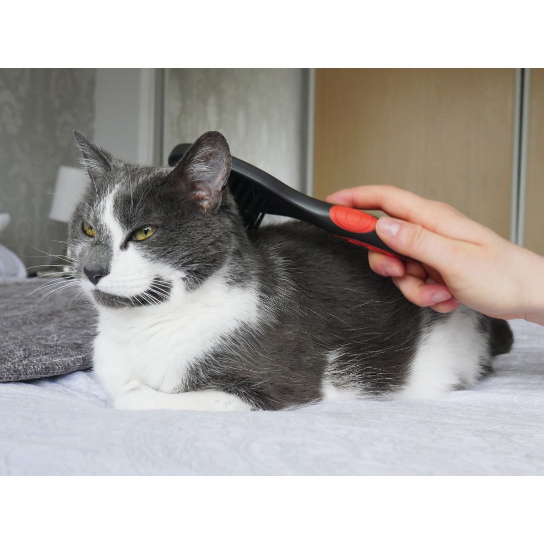 Salon Grooming Cat Brush
