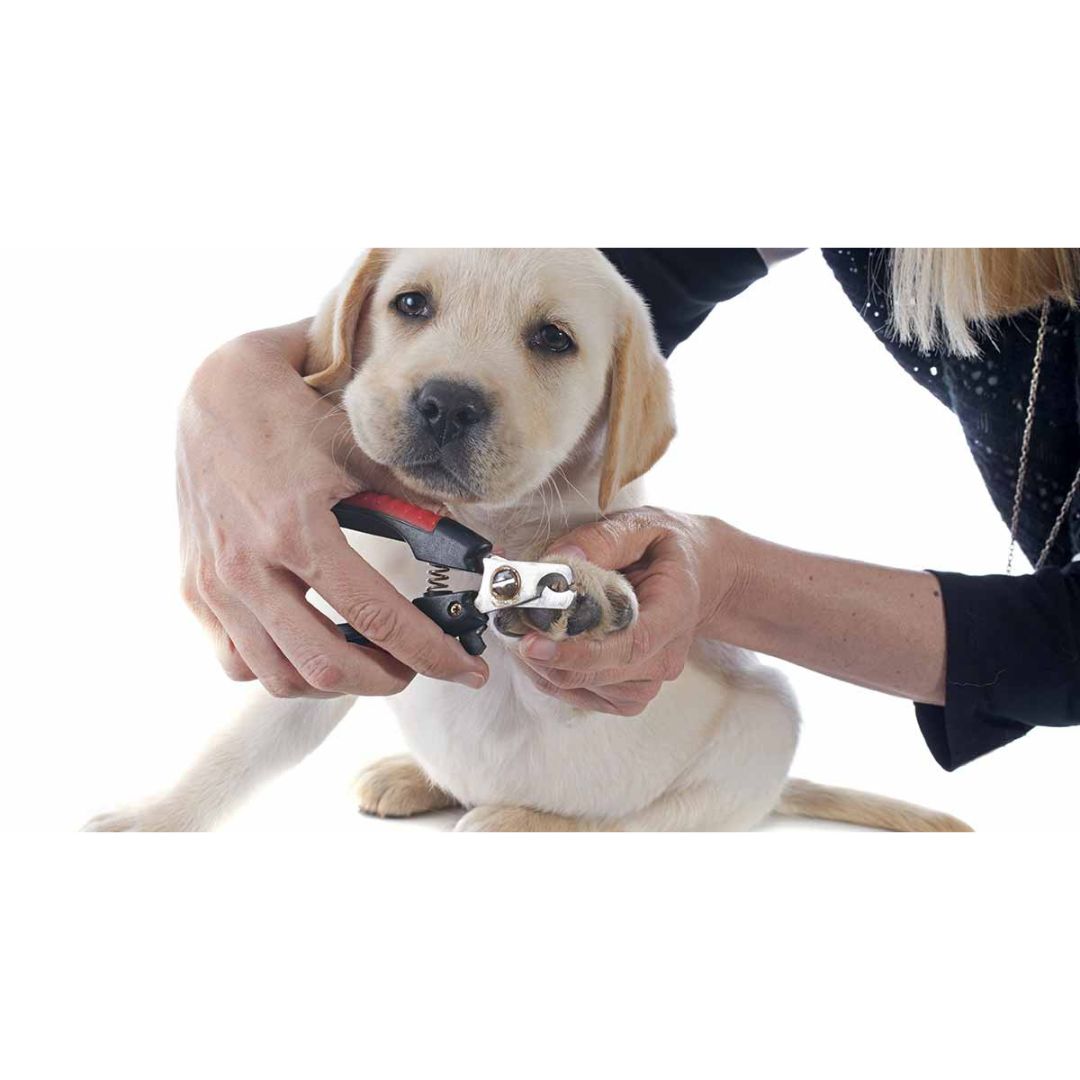 Salon Grooming Nail Clipper