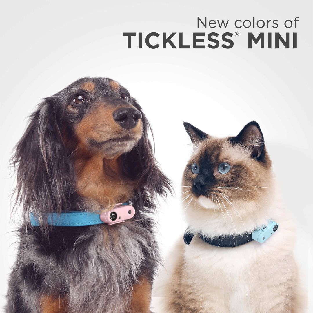 Tickless Mini Dog