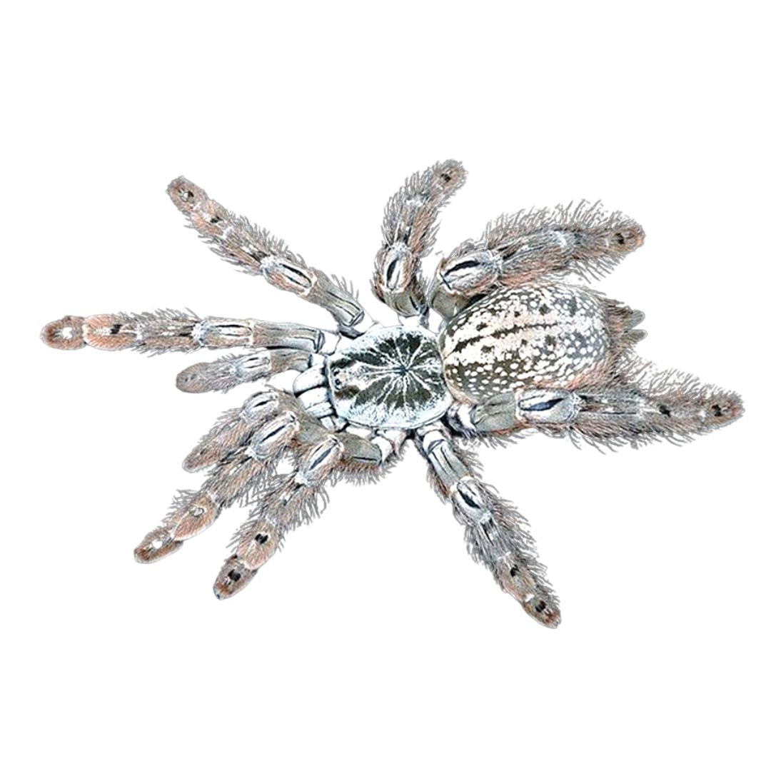 Heteroscodra Maculata - Togo Starburst Tarantula (Sling)