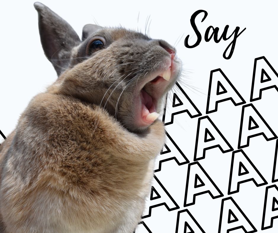 Tiny Teeth, Big Impact: Dental Health for Your Small Rodent Pets