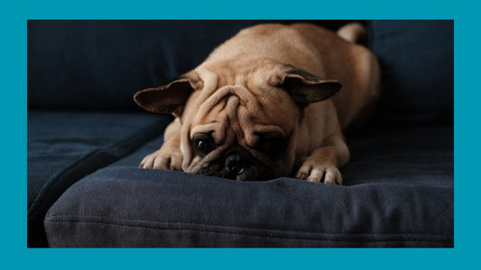 Why Your Dog Is Bored (Even If You Think They’re Fine) — And How to Fix It