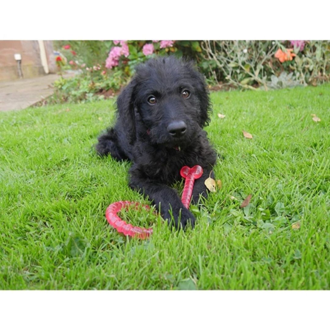 Biosafe Puppy Bone
