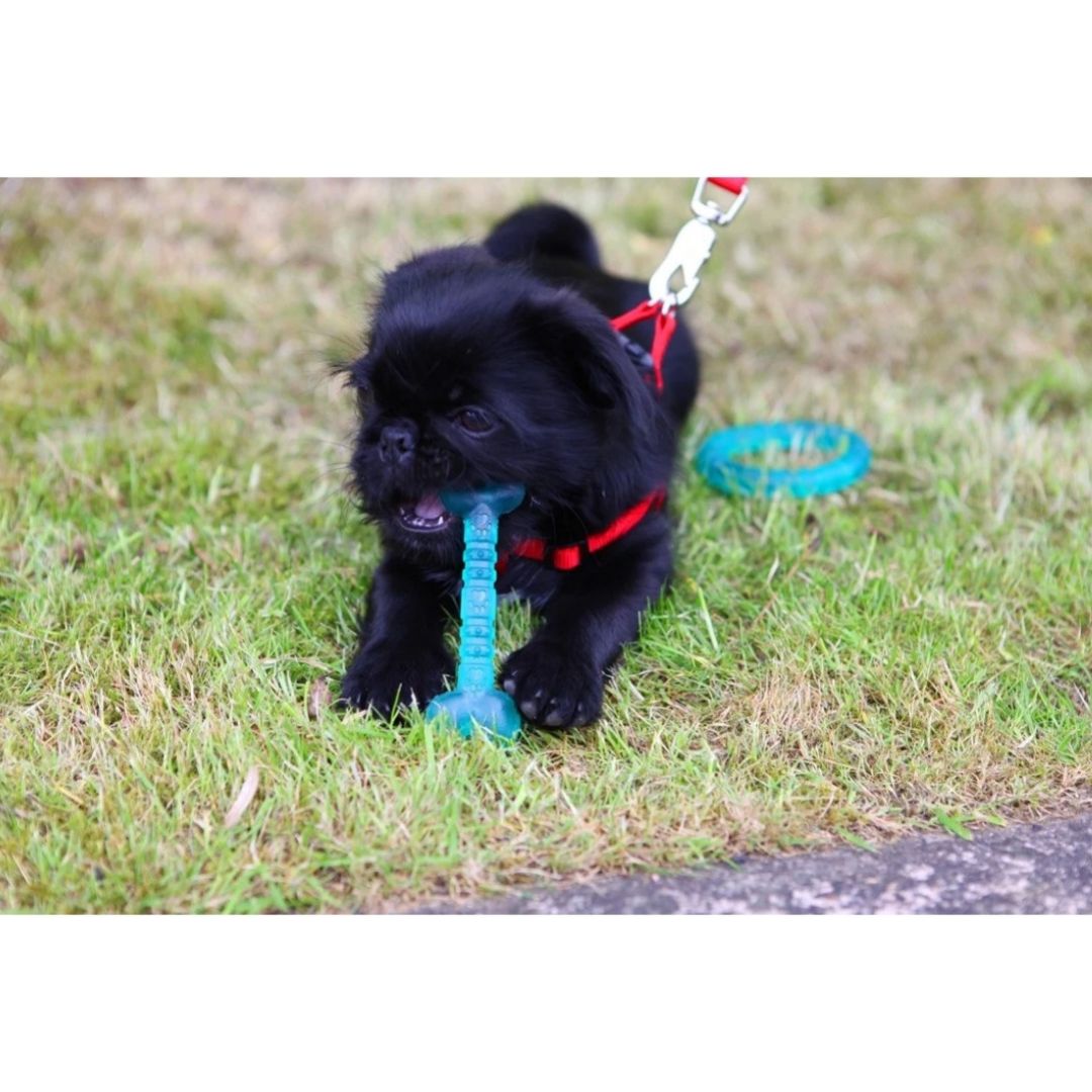 Biosafe Puppy Bone