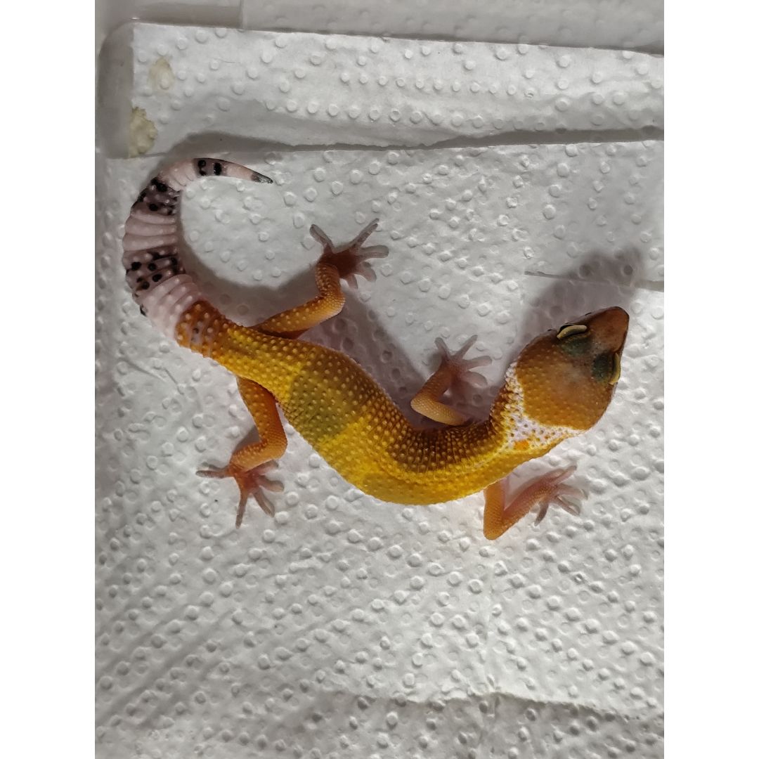 Leopard Gecko Starter Habitat – Beginner Ready Setup (Leopard Gecko Included)