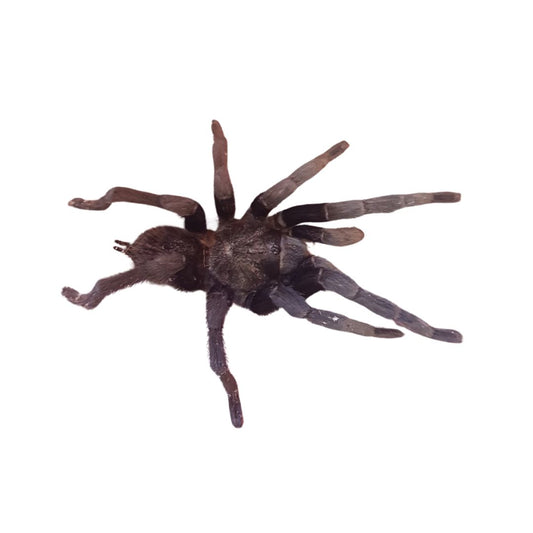 Tliltocatl schroederi - Mexican Black Velvet (Sling)