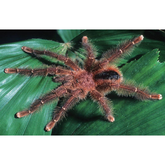 Avicularia lynnae - West Black Stripe Pink Toe (Sling)