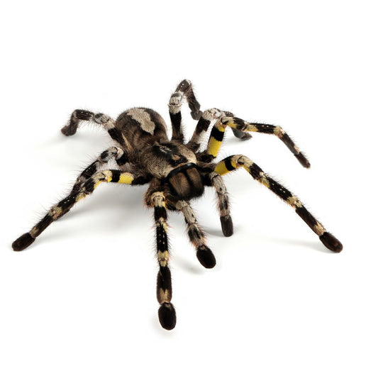 Poecilotheria Regalis - Indian Ornamental Tarantula (Sling)