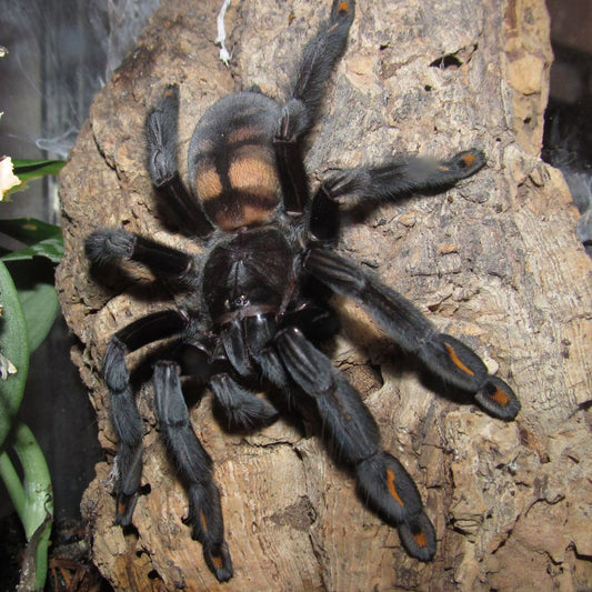 Psalmopoeus irminia - Venezuelan Sun Tiger (Sling)