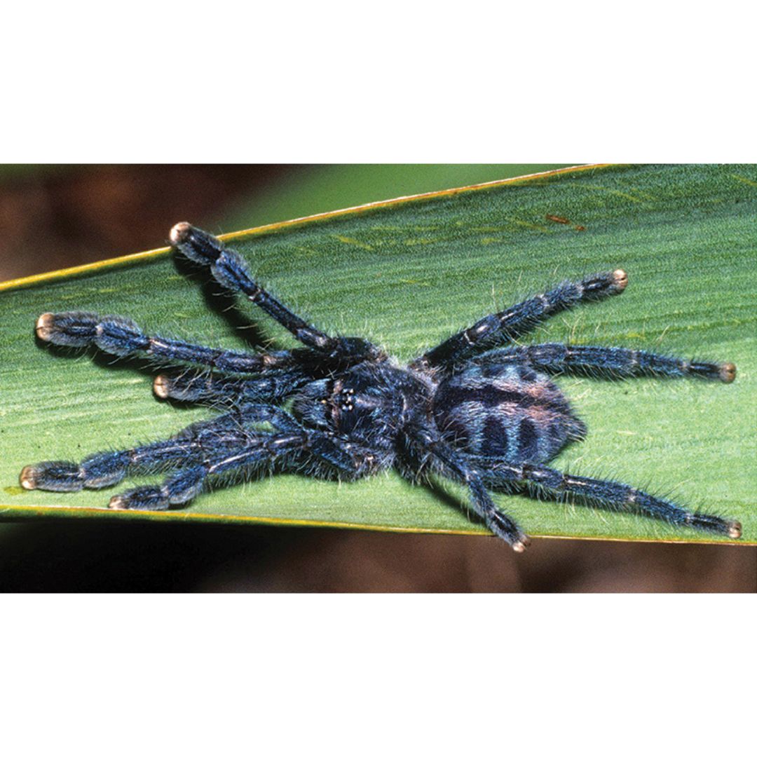 Caribena laeta - Puerto Rican Pink Toe (Sling)