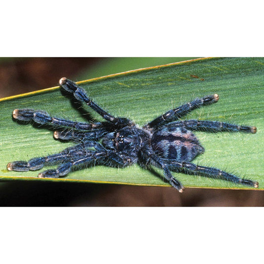 Caribena laeta -Puerto Rican Pink Toe (Sling)