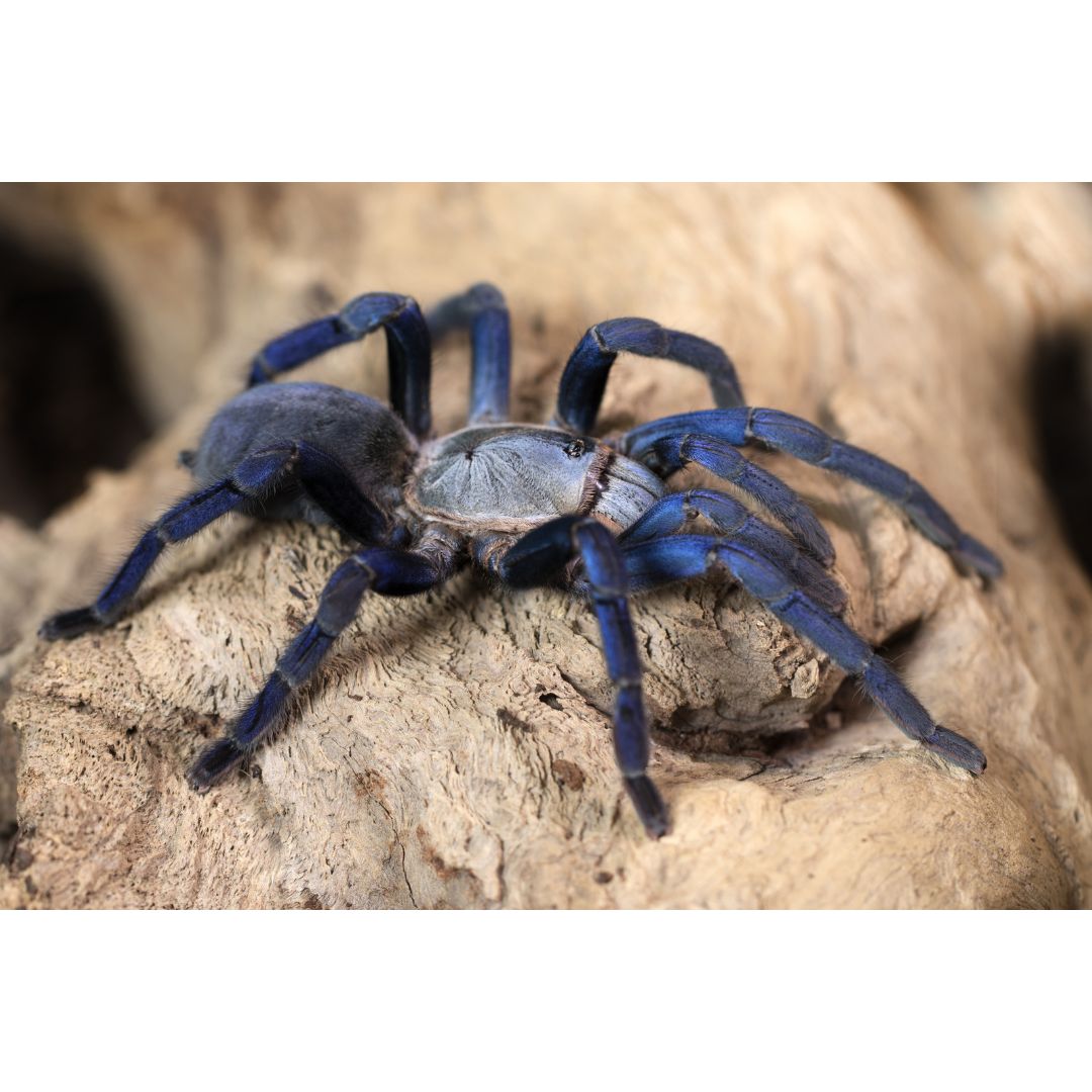 Melopoeus lividus - Cobalt Blue (Sling)