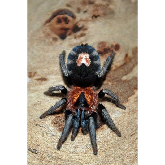 Cyriocosmus elegans - Trinidad Dwarf Tiger (Sling)