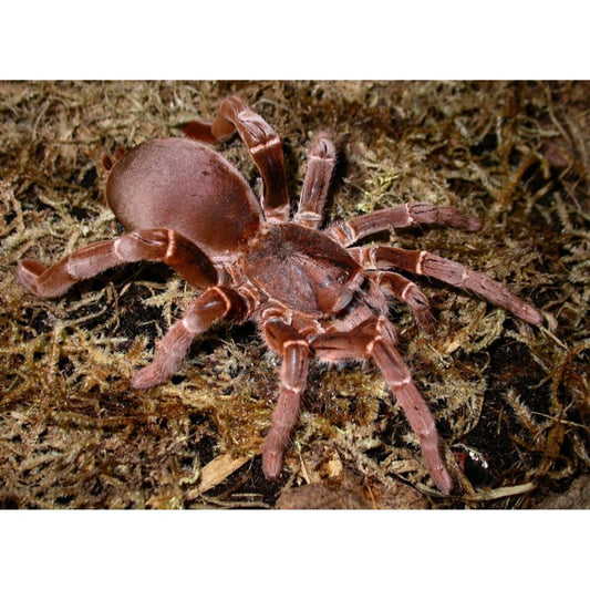 Pelinobius muticus - King Baboon (Sling)