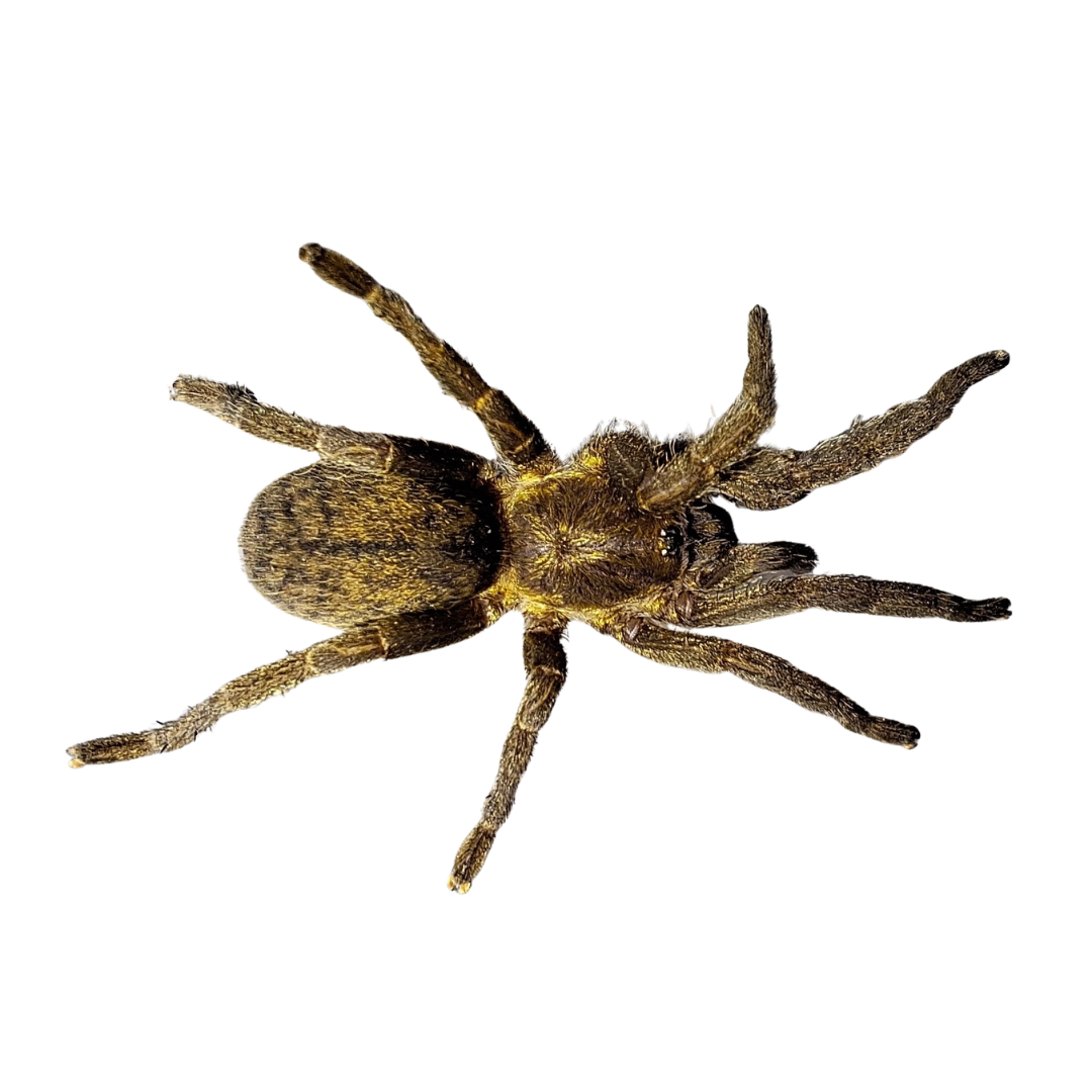 Brachionopus pretoriae - Baboon Spider (Sling)