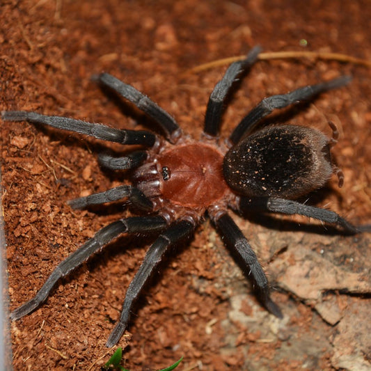 Bumba horrida - Brazilian Redhead (Sling)