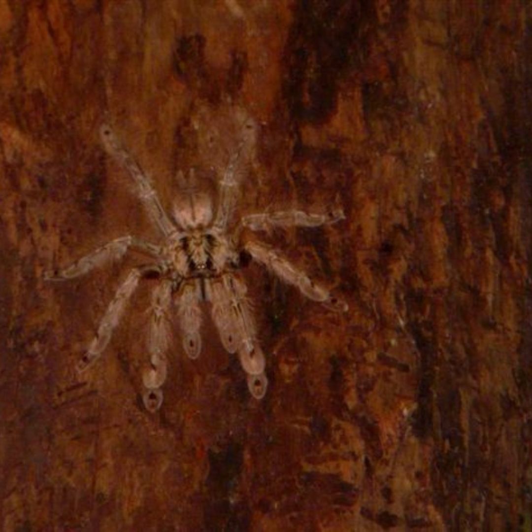 Stromatopelma Calceatum - Featherleg Tarantula (Sling)