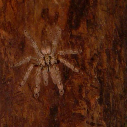 Stromatopelma Calceatum - Featherleg Tarantula (Sling)