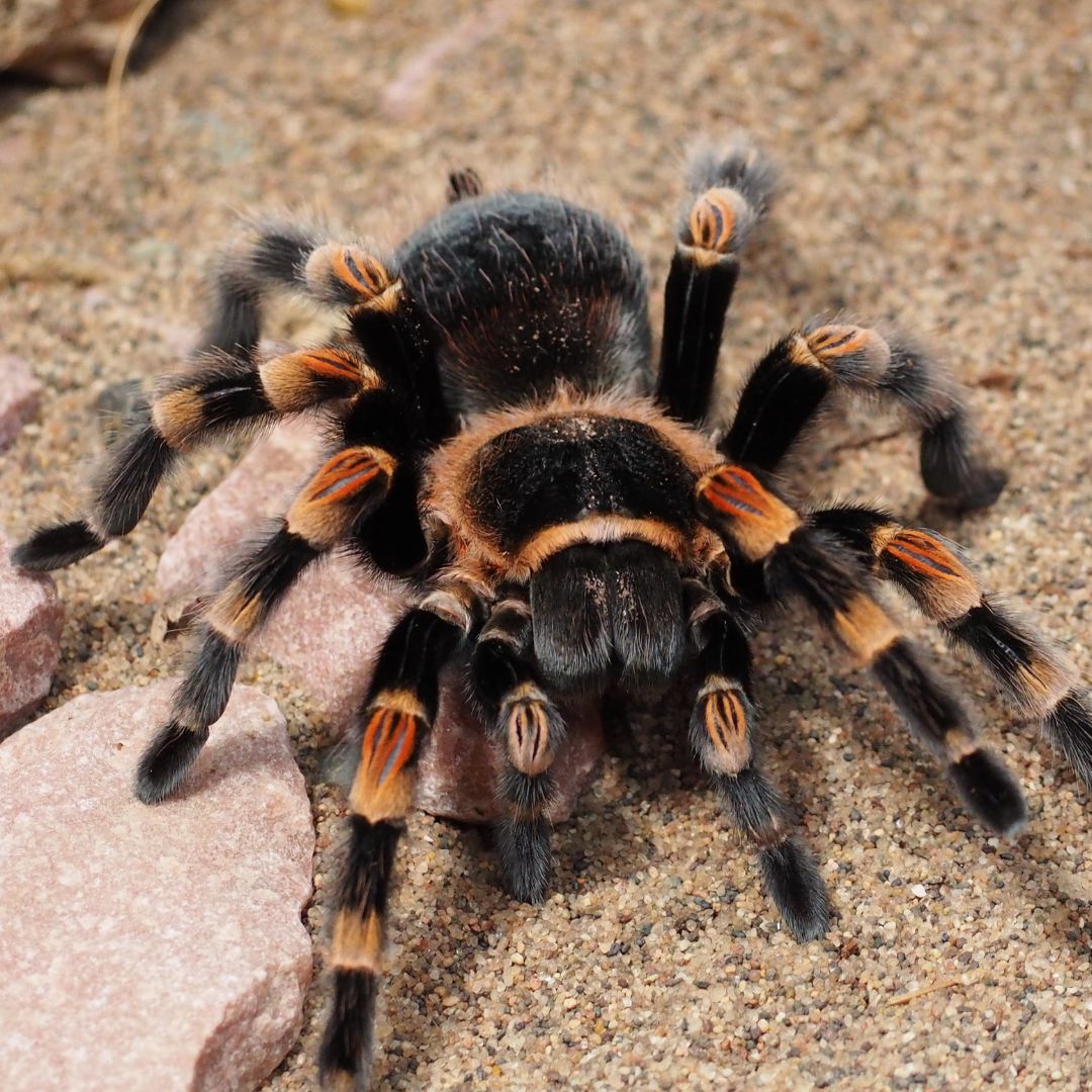 Brachypelma hamorii - Mexican Red Knee (Sling)
