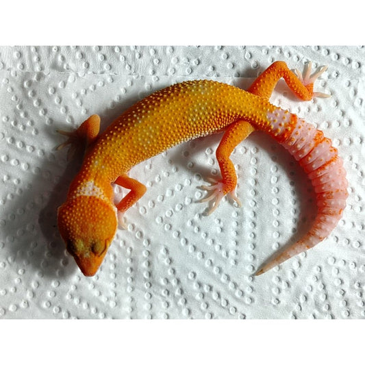Pet Quality Leopard Gecko (Morph Unconfirmed) – Juvenile