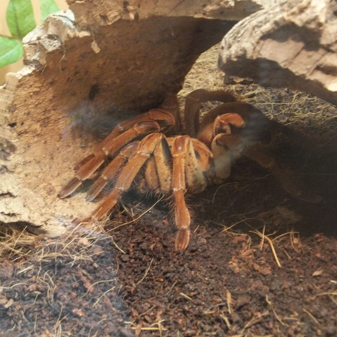 Theraphosa blondi - The Goliath birdeater (Sling)