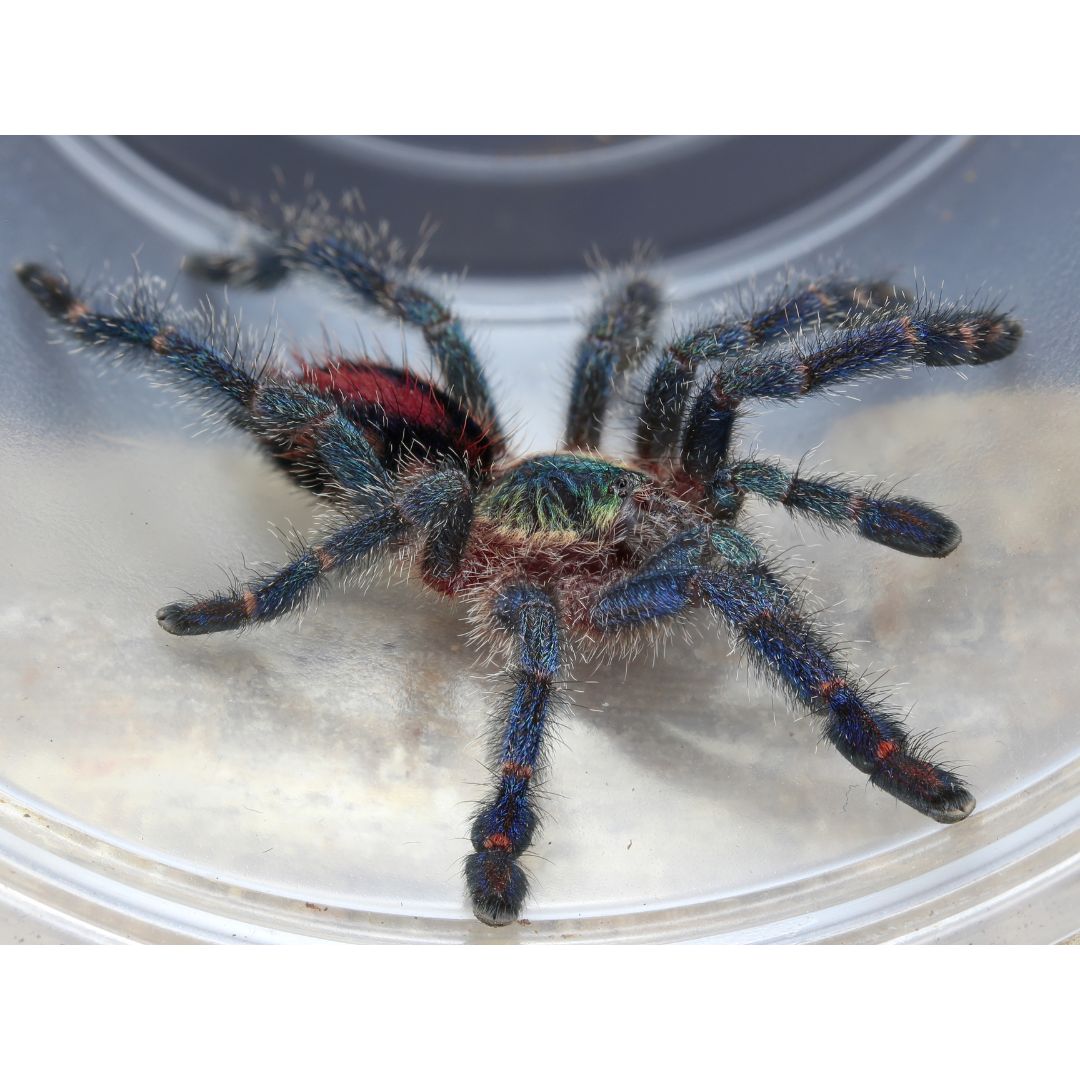 Ybyrapora diversipes - Amazon Sapphire (Sling)