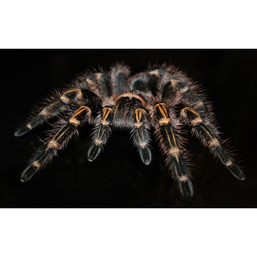 Grammostola Pulchripes - Chaco Golden Knee (Sling)