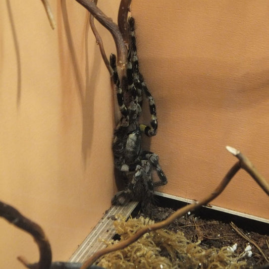 Poecilotheria smithi - Yellow Backed Ornamental (Sling)