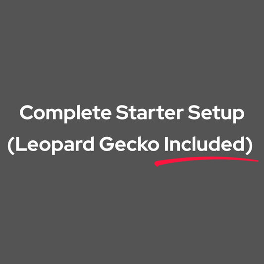 Leopard Gecko Starter Habitat – Beginner Ready Setup (Leopard Gecko Included)