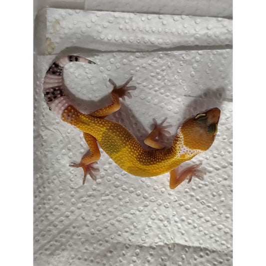 Pet Quality Leopard Gecko (Morph Unconfirmed) – Juvenile
